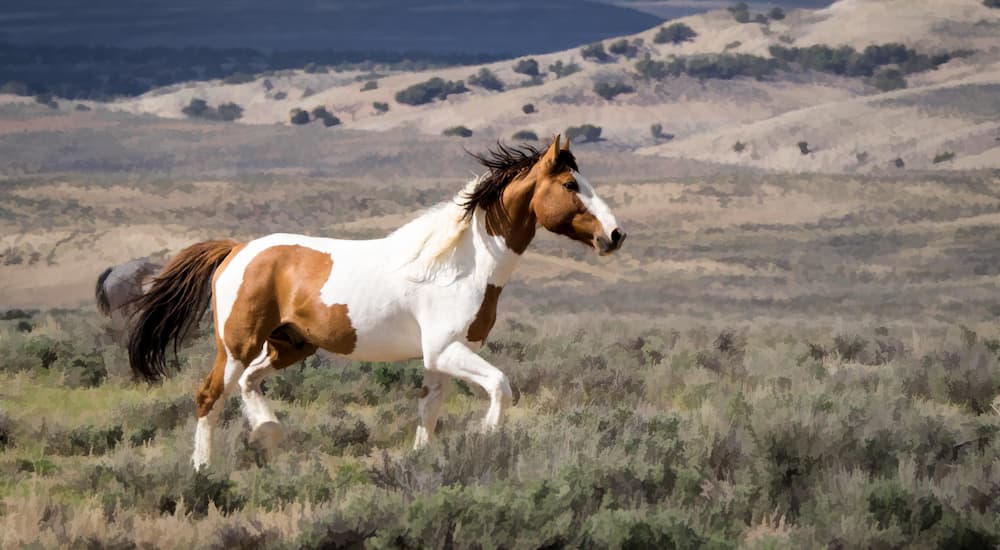 A brown and white pinto horse running in an open field.