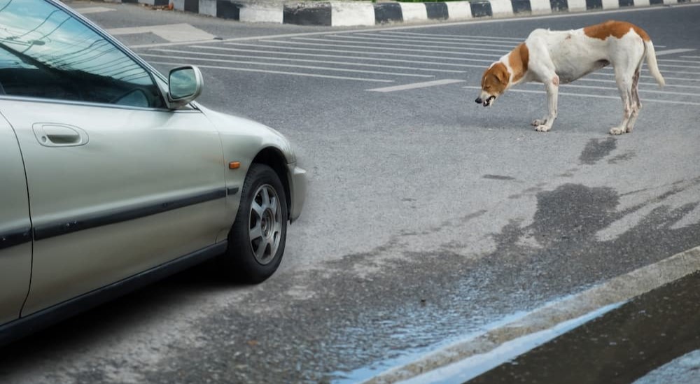 An unleashed dog is shown standing in front of a moving vehicle.